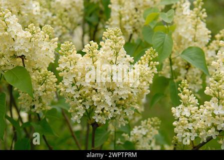 Syringa vulgaris 'Primrose' Stock Photo