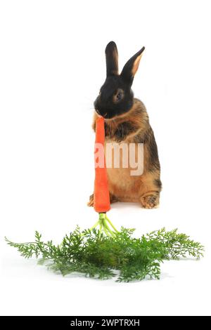 Rabbit with carrot isolated on white background Stock Photo
