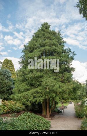 Sawara cypress (Chamaecyparis pisifera 'Filifera'), Cambridge Botanical Garden, Germany Stock Photo