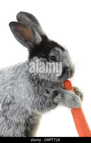 portrait, rabbit with carrot isolated on white background Stock Photo ...
