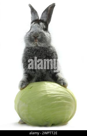 grey rabbit with cabbage on a white background Stock Photo