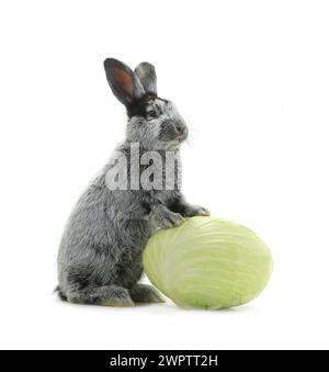 grey rabbit with cabbage on a white background Stock Photo