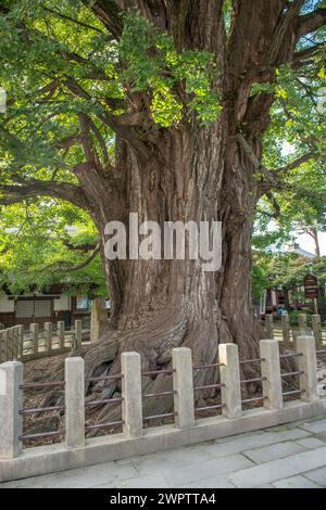 Maidenhair tree (Ginkgo biloba), ginkgo at Hida Konkobun-ji Temple, approx. 1200 years old, 37 m high, trunk circumference 10 m, Cambridge Botanical Stock Photo