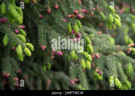 Oriental spruce (Picea orientalis), Cambridge Botanical Garden, Czech Republic Stock Photo