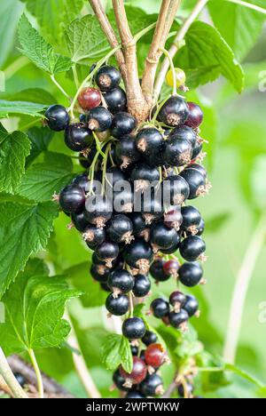 Blackcurrant (Ribes nigrum 'Titania'), Cambridge Botanical Garden, Germany Stock Photo