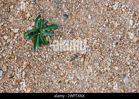 Close-up photography of a dandelion plant growing in gravel, in a construction site near the colonial town of Villa de Leyva, in central Colombia. Stock Photo