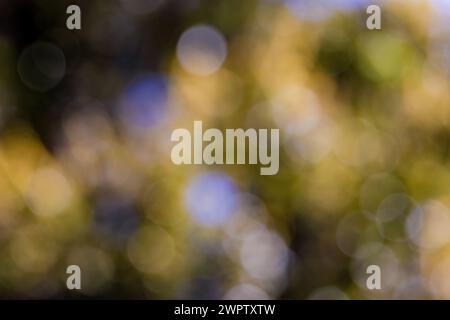 Abstract colorful background from a unfocused photography of natural environments taken in the Andean mountains of central Colombia. Stock Photo