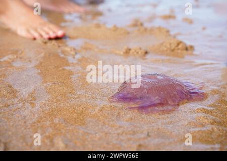 a foot near a purple jellyfish in the sand on the beach. Danger of medusa invasion on summer holidays for tourists Stock Photo