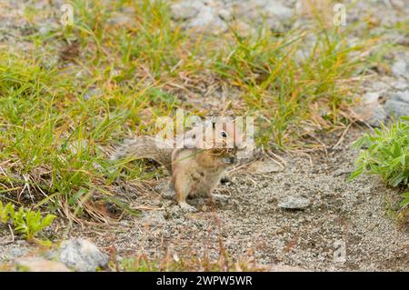 Cascade Golden-Mantled ground squirrel Spermophilus townsendii along the trail Copper Ridge North Cascades National Park Washington State USA Stock Photo