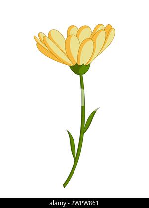 Single Yellow Chrysanthemum Bud Vector Illustration Stock Vector