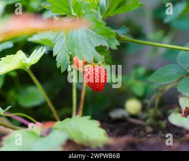 A leafy green strawberry plant growing in the summer garden Stock Photo ...