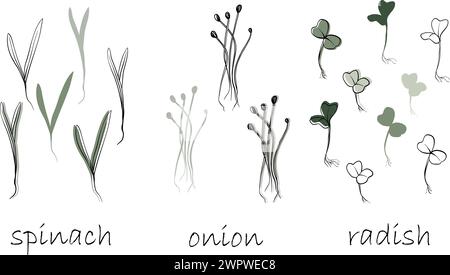 spinach, onion and radish sprouts, microgreens vector hand drawn illustration. Contour and green plant. Set for design menu, logo, packaging of proper Stock Vector