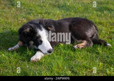 Little Tricolour Border Collie puppy resting after running around outdoors in a field Stock Photo