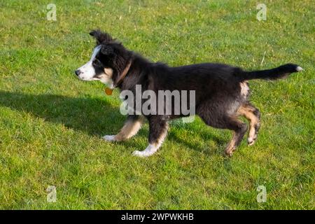 Little Tricolour Border Collie puppy playing outdoors in a field Stock Photo