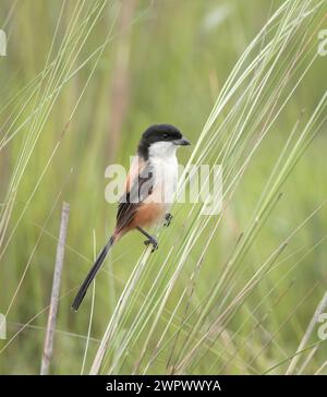 long-tailed shrike or rufous-backed shrike is a member of the bird family Laniidae, the shrikes. Stock Photo