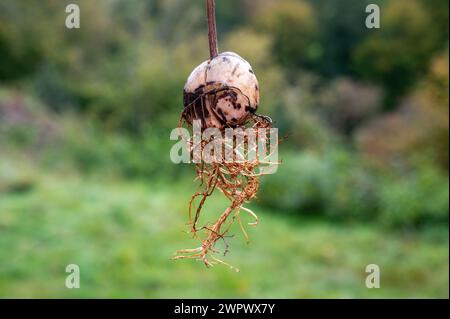 Avocado (Persea americana) core with roots against a green background Stock Photo
