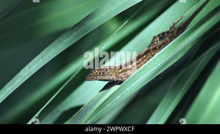A close-up of a brown anole lizard hiding in green leaves (Anolis Sagrei), 16:9 Stock Photo