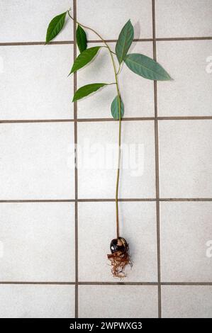 Avocado (Persea americana) core with roots and green leaves lies on white tiles on the terrace Stock Photo