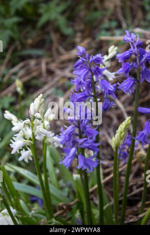 White and blue flowers of Spanish bluebells, Hyacinthoides hispanica, growing in a small woodland next Haltwhistle Burn in England. Stock Photo