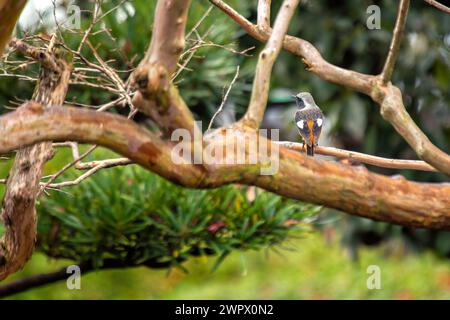 A daurian redstart perches amidst foliage in its Asian habitat. Stock Photo