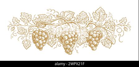 Hand drawn grapes and leaves. Sketch of grapevine vector illustration isolated on white background Stock Vector