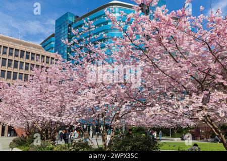 Aldgate Square, London, UK. 9th Mar 2024. Beautiful cherry blossom trees in Aldgate Square in the City of London, the capital's financial district. The trees are in full bloom for just a couple of weeks a year. Credit: Stuart Robertson/Alamy Live News. Stock Photo