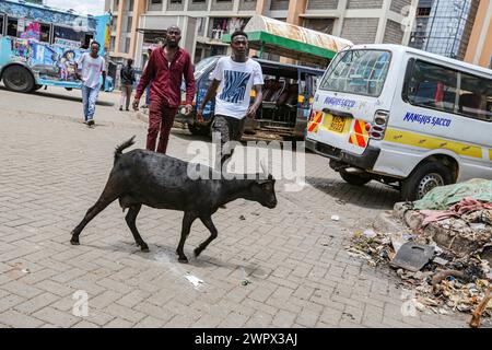 Nairobi, Nairobi, Kenya. 9th Mar, 2024. A goat walks through the matatu hub in Ngong Hills of Nairobi. Matatu, or mathree in sheng, is a typical form of transportation, derived from the 60s and increasingly popularized in the day to day fair of over 70% Kenyans in Nairobi. They are elaborately decorated and are deeply part of Kenyan culture, unlike other parts of East Africa. (Credit Image: © Bianca Otero/ZUMA Press Wire) EDITORIAL USAGE ONLY! Not for Commercial USAGE! Stock Photo