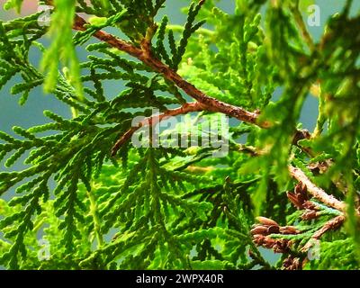 green thuja branches Stock Photo