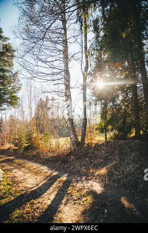 Forest in the Waldviertel, Austria Stock Photo