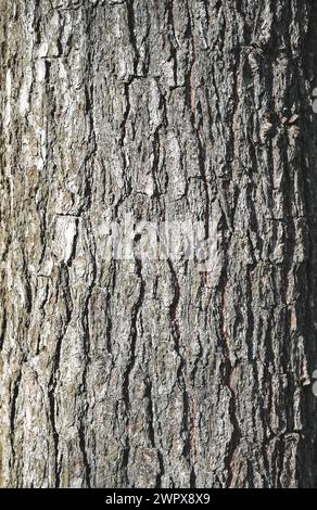 Background texture of tree bark. bark of a tree that traces cracking.  Brown texture of the old tree. Wood texture. The bark of an old tree.  Detailed Stock Photo