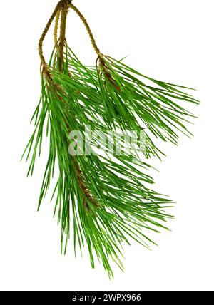 botanical spruce decor. pine branch with cones isolated on white. Natural festive decor. Christmas traditional decoration. Fir. For posters, advertise Stock Photo