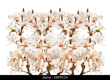 Blooming cherry twigs isolated on white background Stock Photo