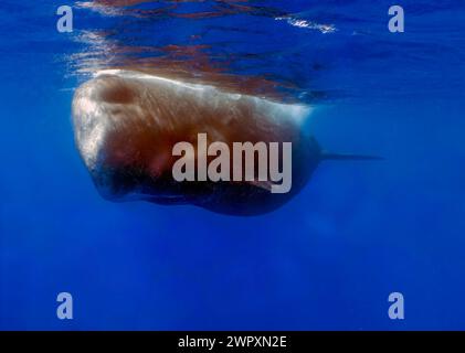 An adult Sperm Whale (Physeter macrocephalus) in the Caribbean Sea Stock Photo