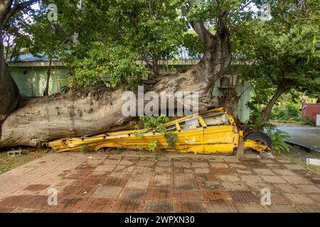 An old school bus crushed by a fallen tree in the Botanical Gardens in Roseau, Dominica Stock Photo