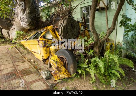 An old school bus crushed by a fallen tree in the Botanical Gardens in Roseau, Dominica Stock Photo