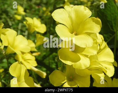 Oxalis pes-caprae or African wood-sorrel flowering plant.  Cape sorrel bright yellow flowers closeup. Stock Photo