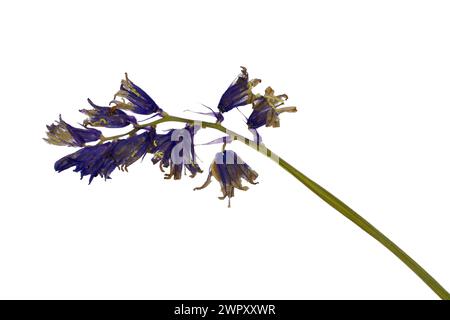 Photo of flowers on background Stock Photo