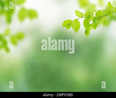 Fresh and green leaves green bokeh on nature abstract blur background green bokeh from tree.Mock up for display. montage of product,Banner or header f Stock Photo