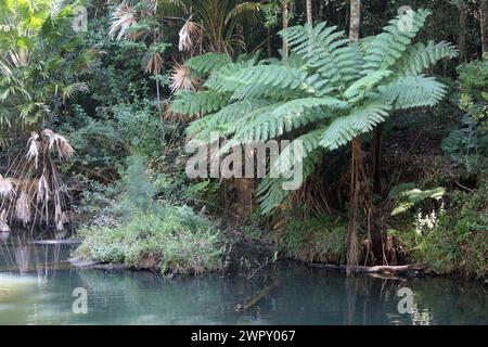 Tree fern next to a river at Eungella National Park in Queensland, Australia Stock Photo