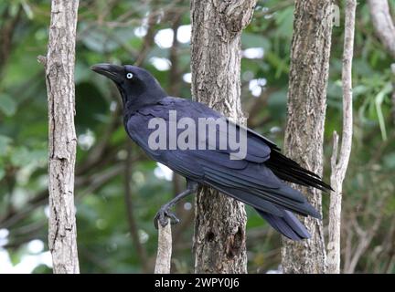 Torresian crow bird sitting on a tree in a forest Stock Photo