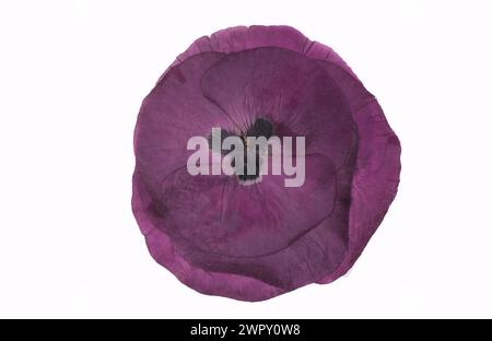 Photo of flowers on background Stock Photo