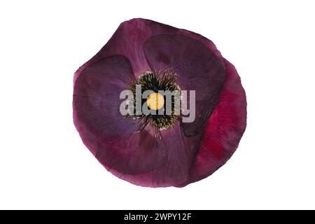 Photo of flowers on background Stock Photo
