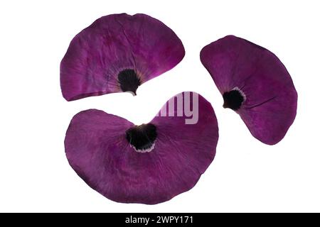 Photo of flowers on background Stock Photo