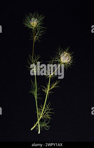 Photo of flowers on background Stock Photo