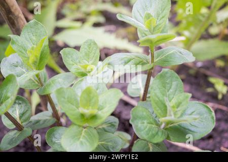 Fresh mint leaves growing in the garden. Green fresh leaves of mint. Mint leaf texture. Mint leaves pattern. Spearmint herbs. Peppermint leaves. Mint Stock Photo