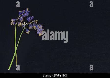 Photo of flowers on background Stock Photo