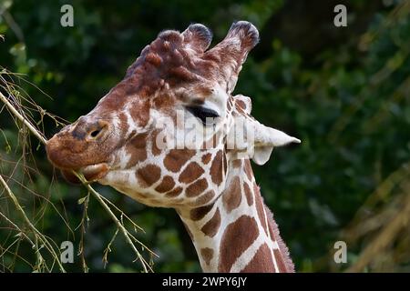 Close up portrait of a giraffe eating leaves from a branch, the beautiful spotted pattern on it's body clearly visible. Stock Photo