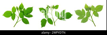 Raspberry twigs with leaves isolated on white background. Set of raspberry leaves. Anti-flu agent. Used to make herbal tea. Treating colds and flu and Stock Photo