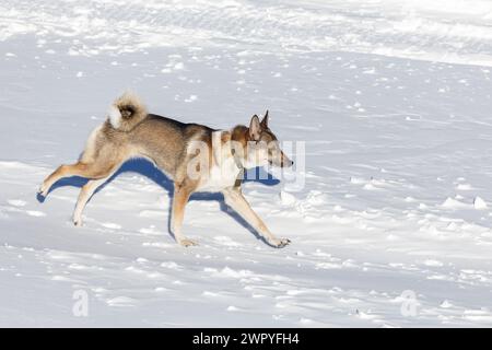 A red Siberian Laika runs through clean snow on a clear day. Close-up Stock Photo