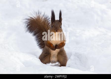 Red squirrel stands on its hind legs against a background of clean snow Stock Photo